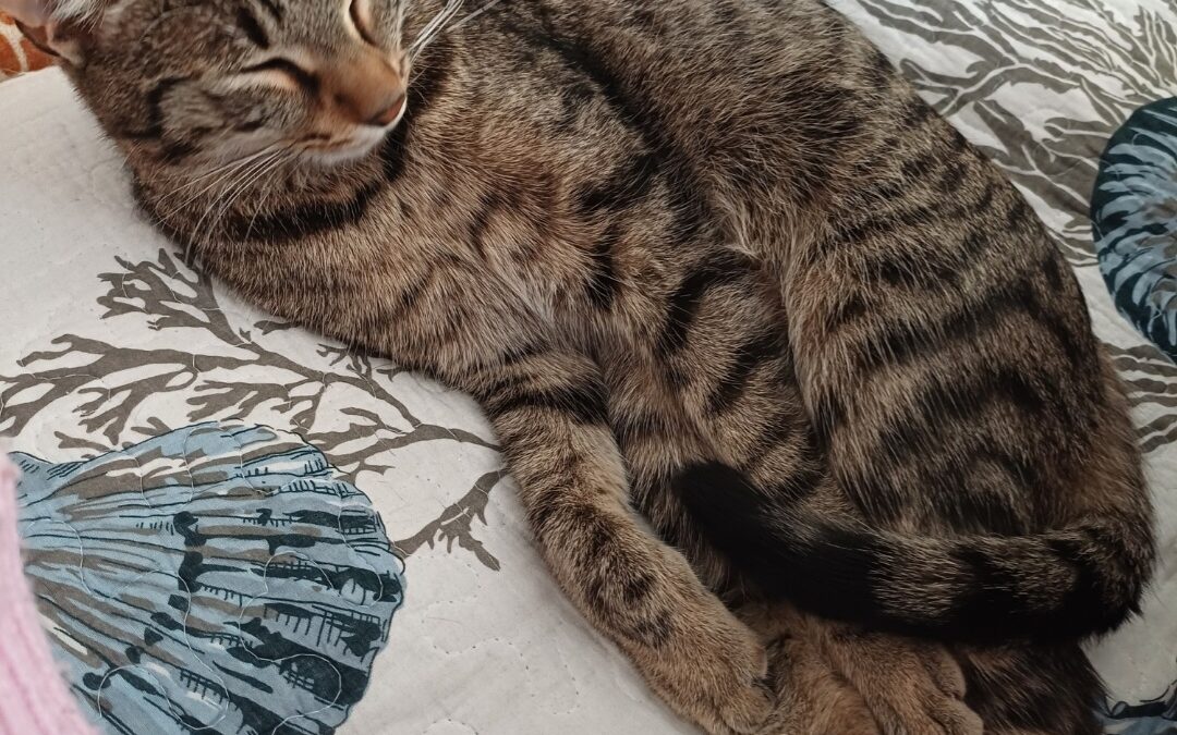 Tommy, Innsbruck  (04/2026)