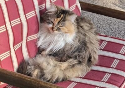 Siri, Innsbruck  (04/2026)