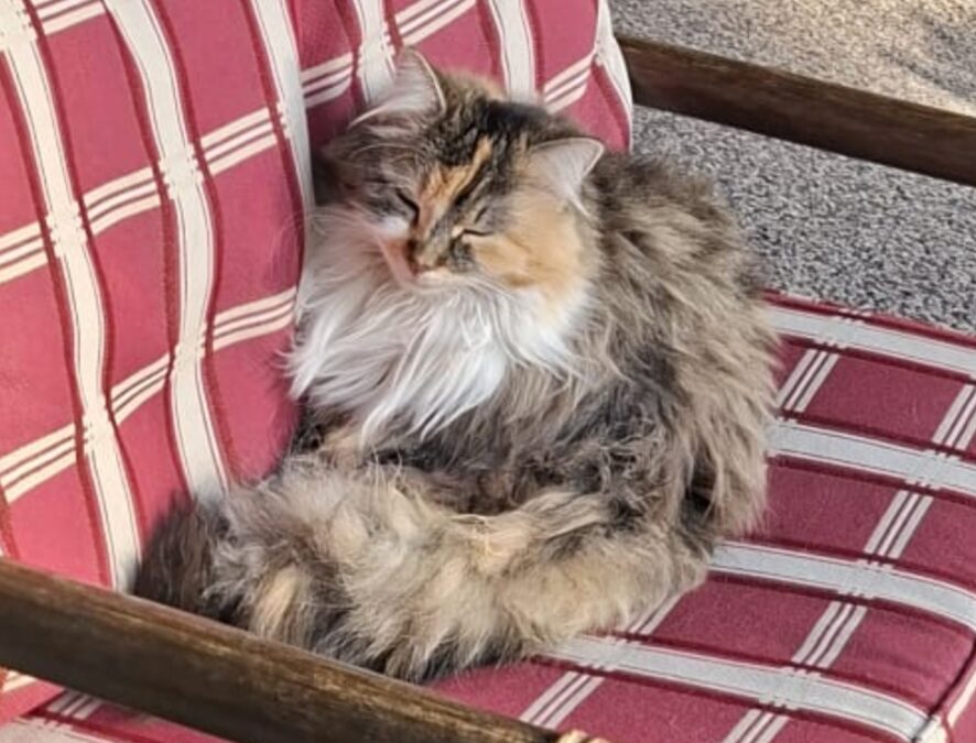 Siri, Innsbruck  (04/2026)