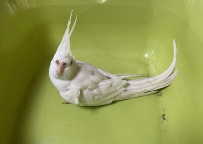 Fundtier Nymphensittich, Innsbruck  (04/2026)