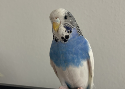 Mokka, Innsbruck  (04/2026)