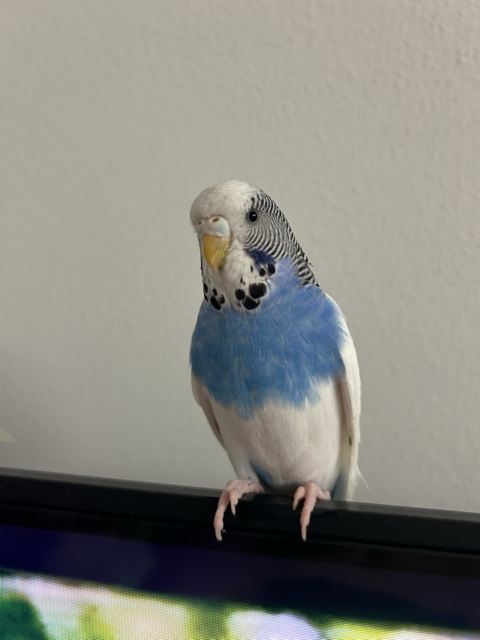 Mokka, Innsbruck  (04/2026)