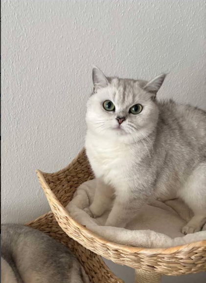Nala, Kaltenbach  (04/2026)