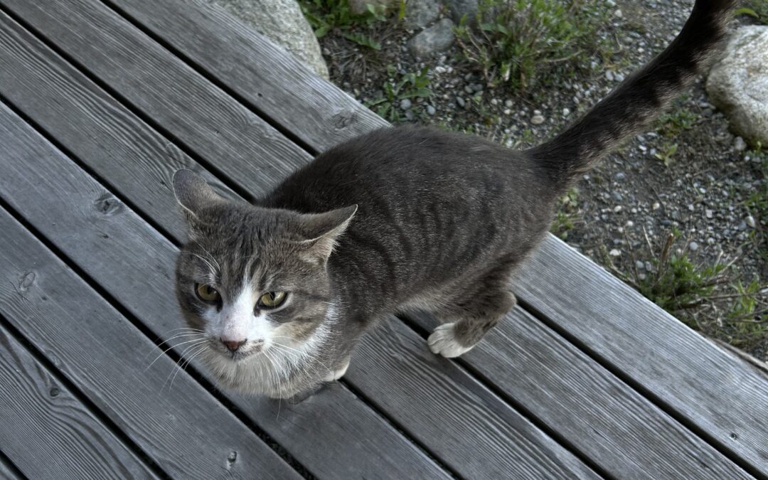 Sichtung Kater, Kematen  (04/2026)