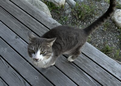 Sichtung Kater, Kematen  (04/2026)
