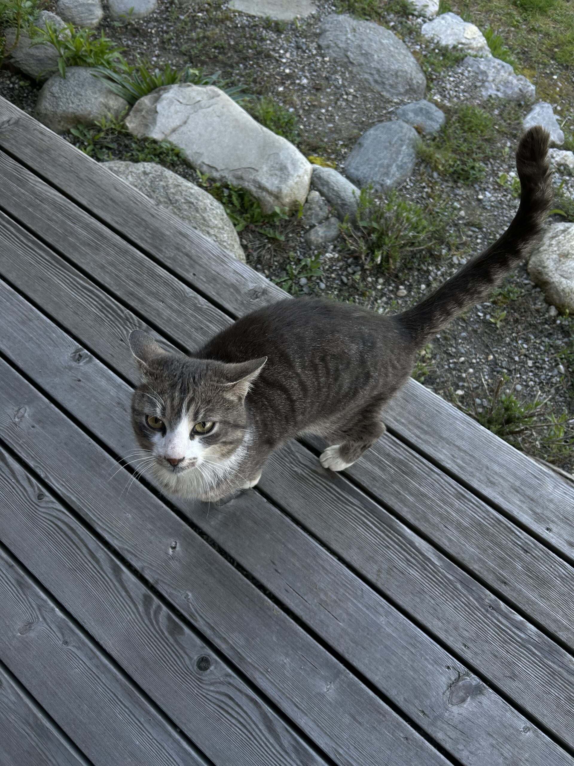 Kematen_SichtungKater
