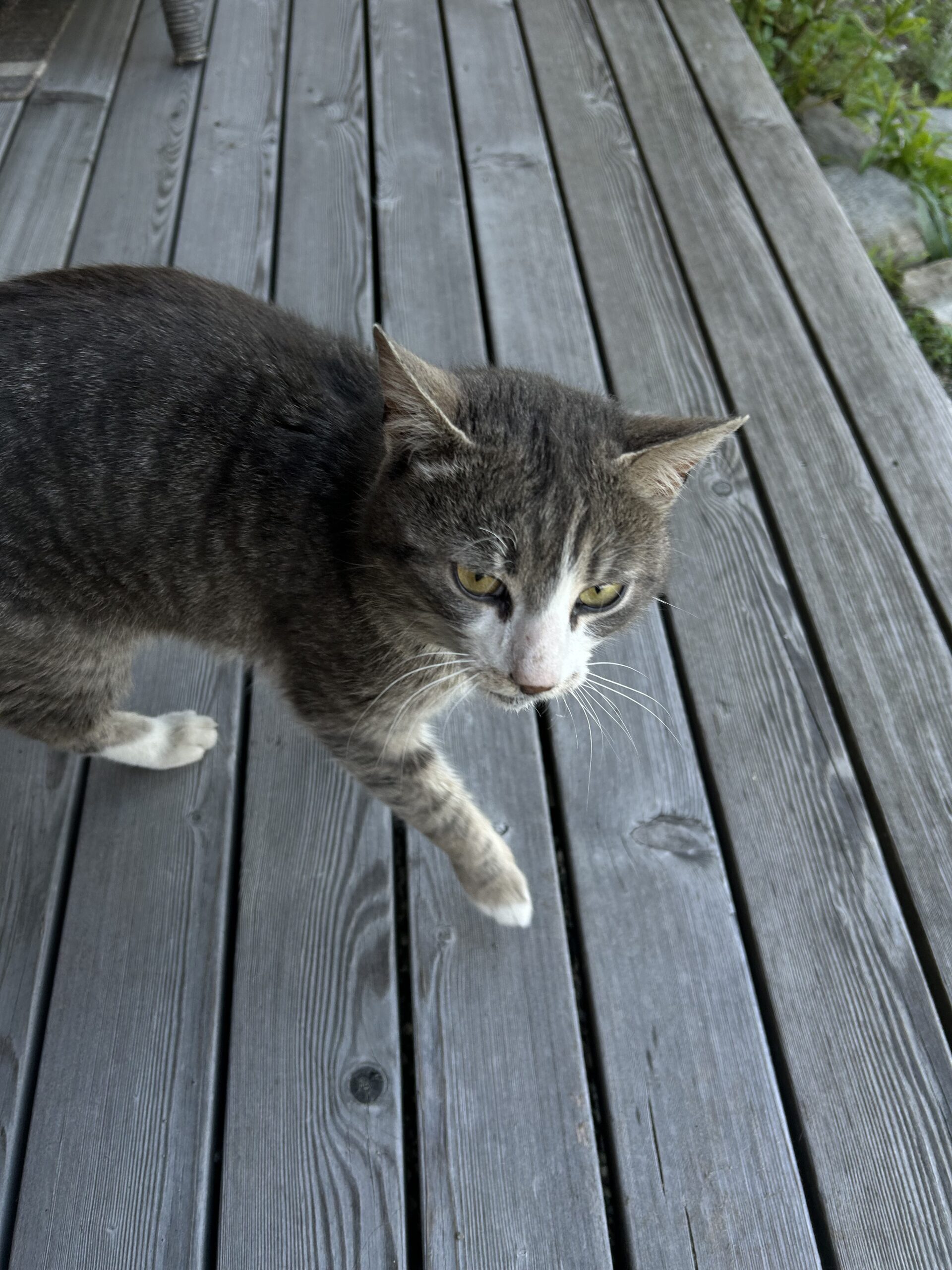 Kematen_SichtungKater2