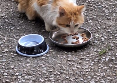 Fundtier Kater, Kirchbichl  (04/2026)