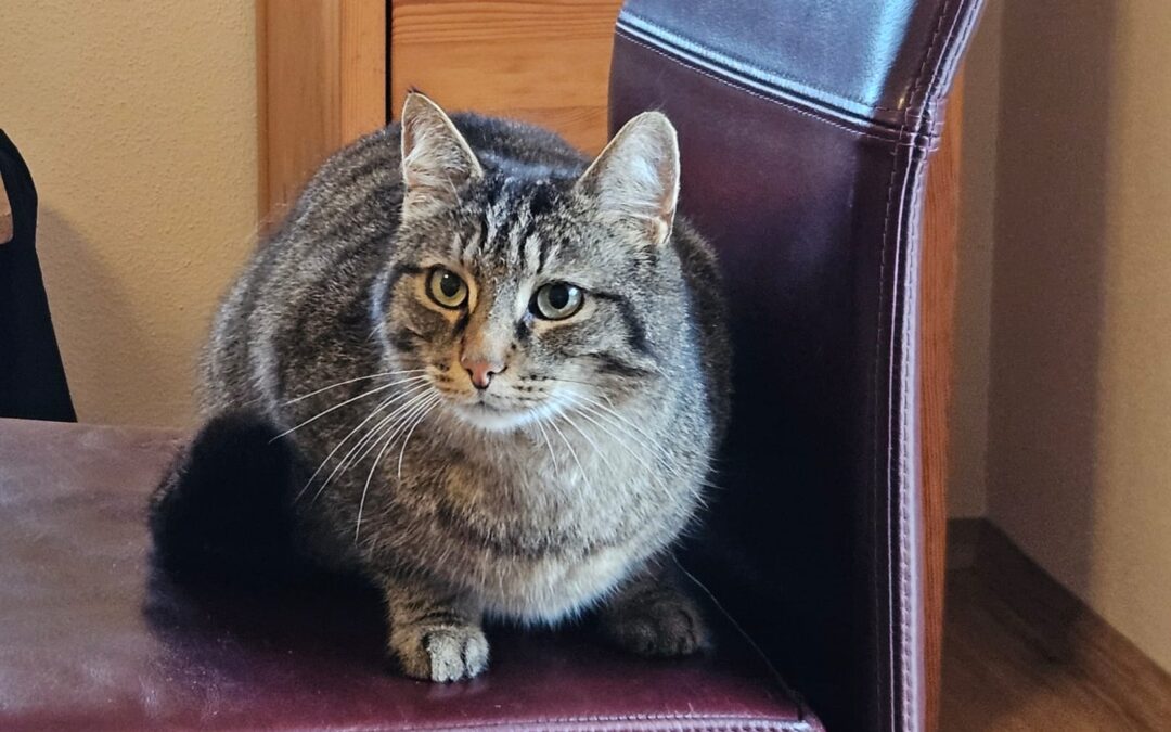 Fundtier Kater, Kirchbichl  (04/2026)