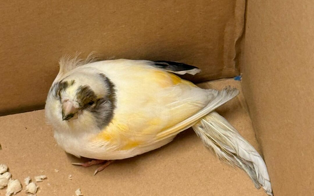 Fundtier Kanarienvogel, Kufstein  (04/2026)