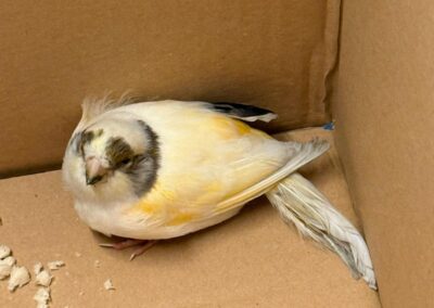 Fundtier Kanarienvogel, Kufstein  (04/2026)