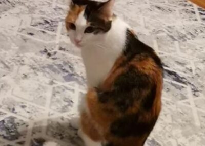 Wohnungskatze, Kufstein  (04/2026)