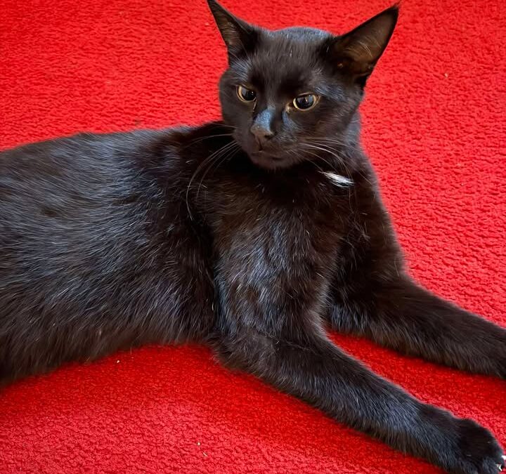 Fundtier Kater (verstorben), Landeck  (04/2026)
