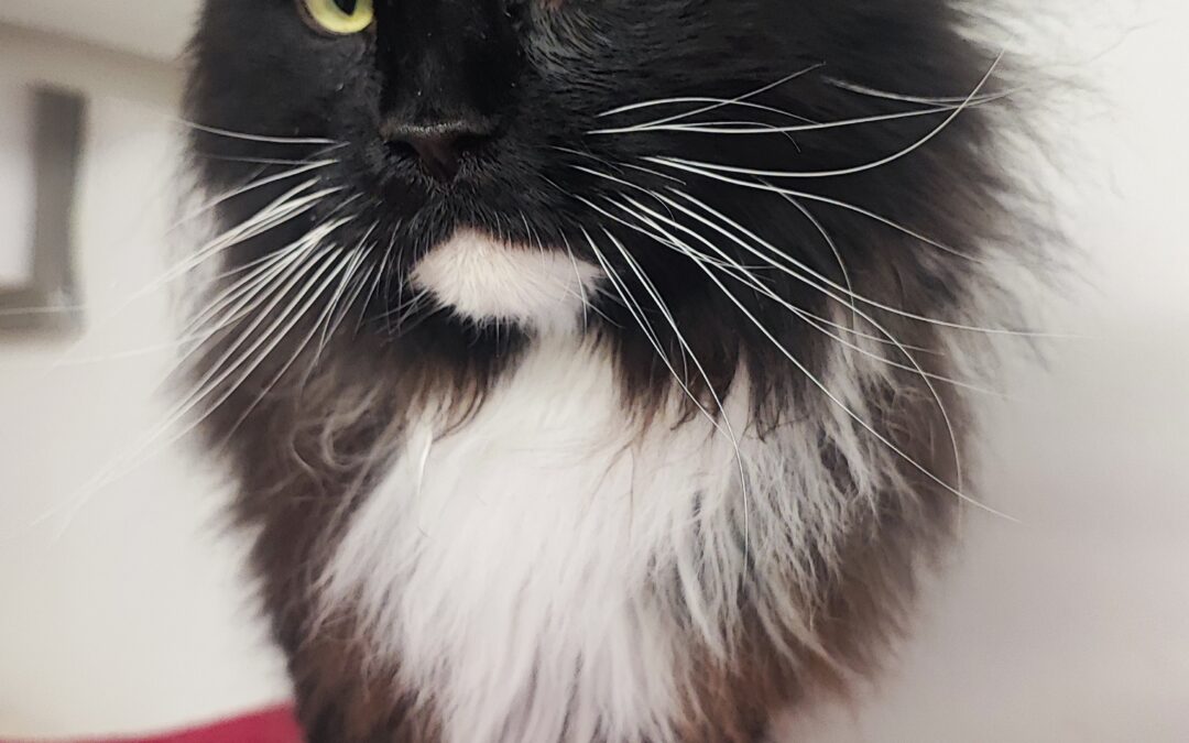 Mia