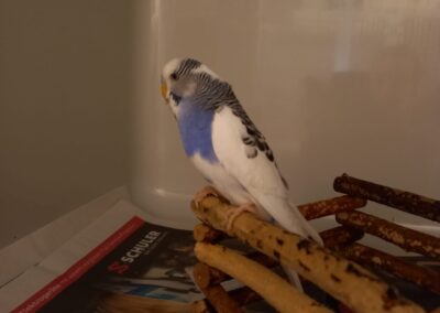 Fundtier Wellensittich, Nassereith  (04/2026)