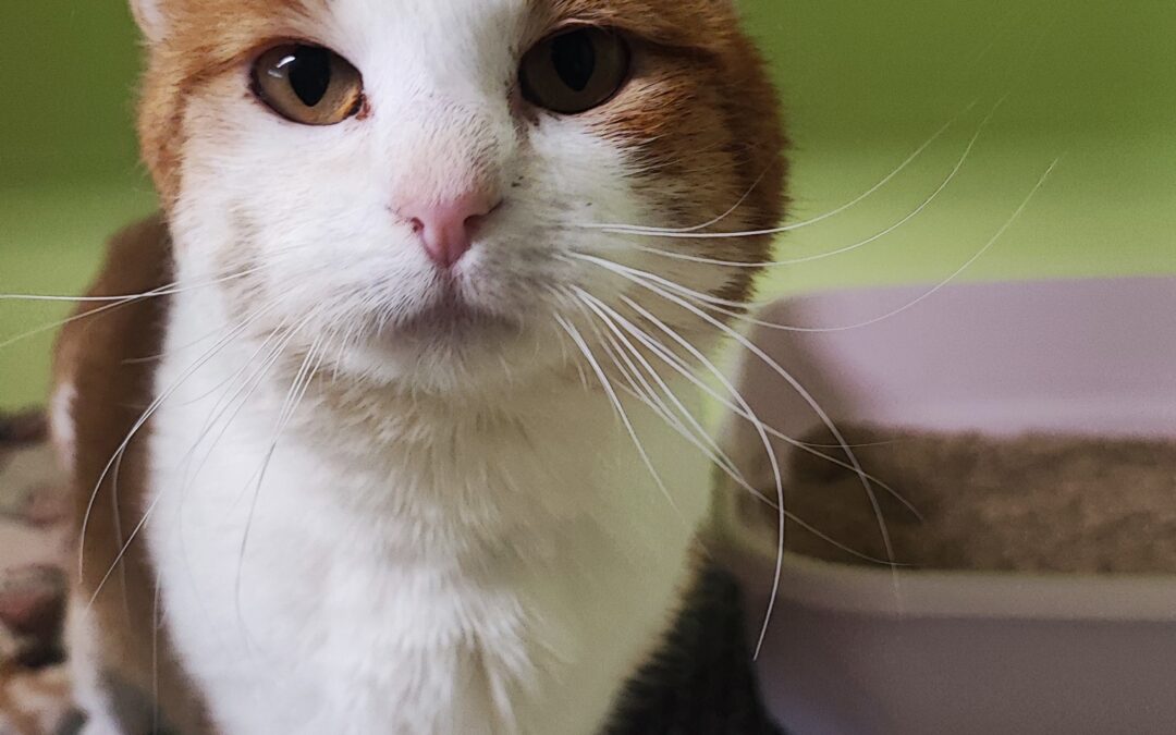 Fundtier Kater, Nauders  (04/2026)