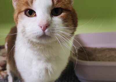 Fundtier Kater, Nauders  (04/2026)