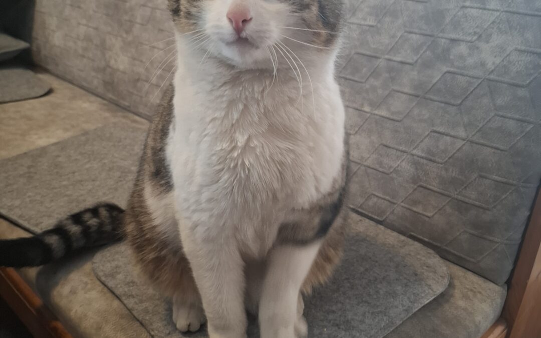 Fundtier Katze, Pfons  (03/2026)