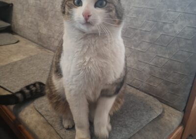 Fundtier Katze, Pfons  (03/2026)