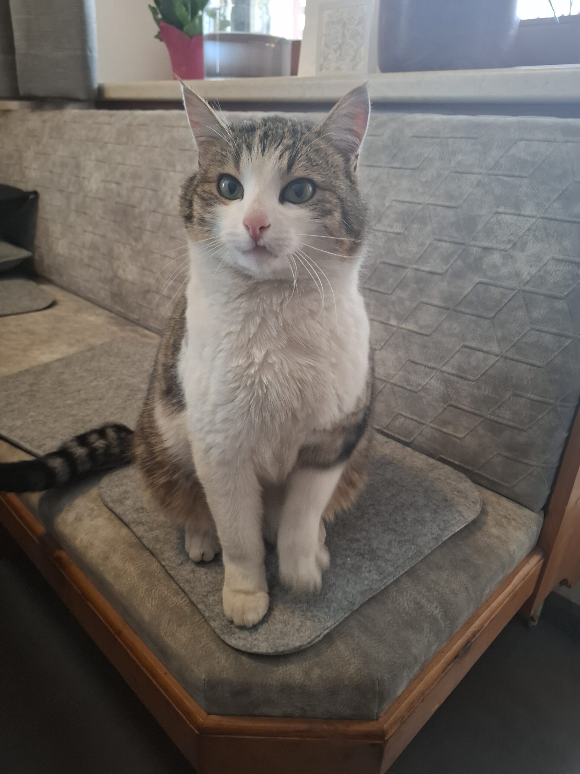 Pfons_Fundkatze_Pfons