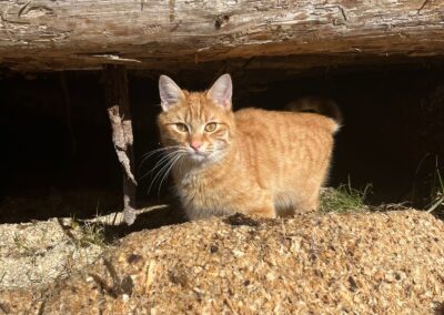 Sido, Rohrberg im Zillertal  (04/2026)
