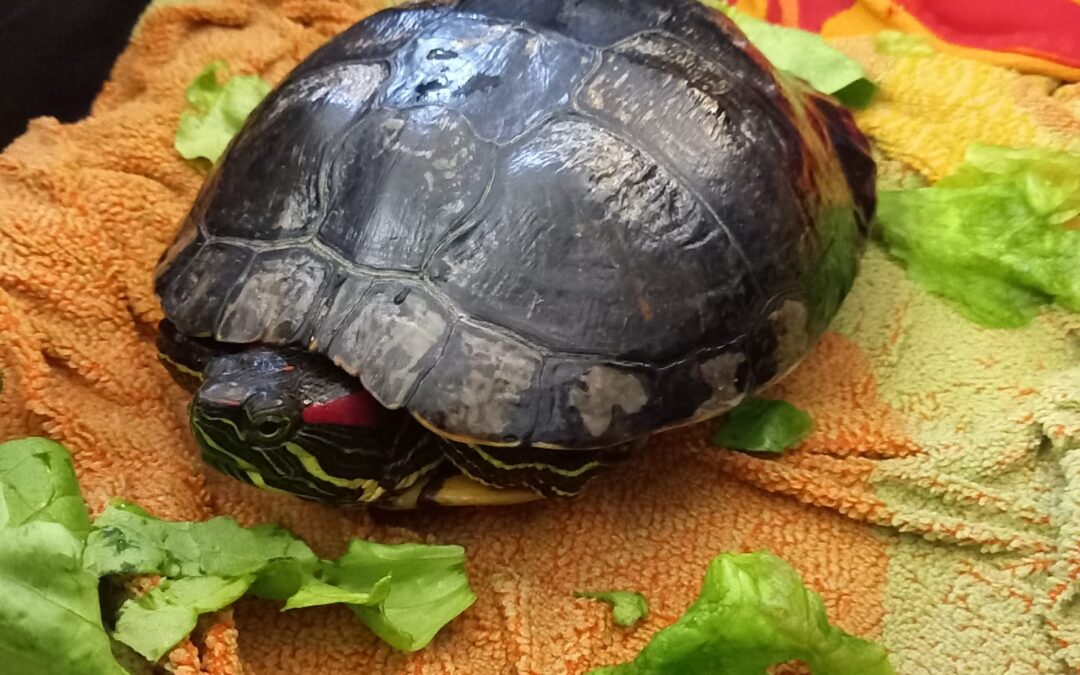 Fundtier Rotwangen Schmuckschildkröte, Rum  (04/2026)