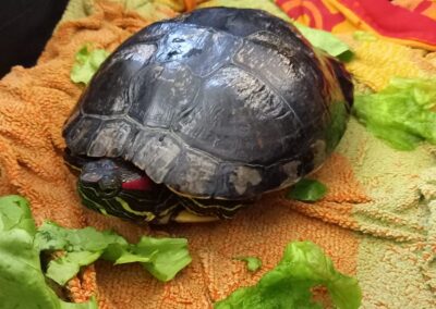 Fundtier Rotwangen Schmuckschildkröte, Rum  (04/2026)