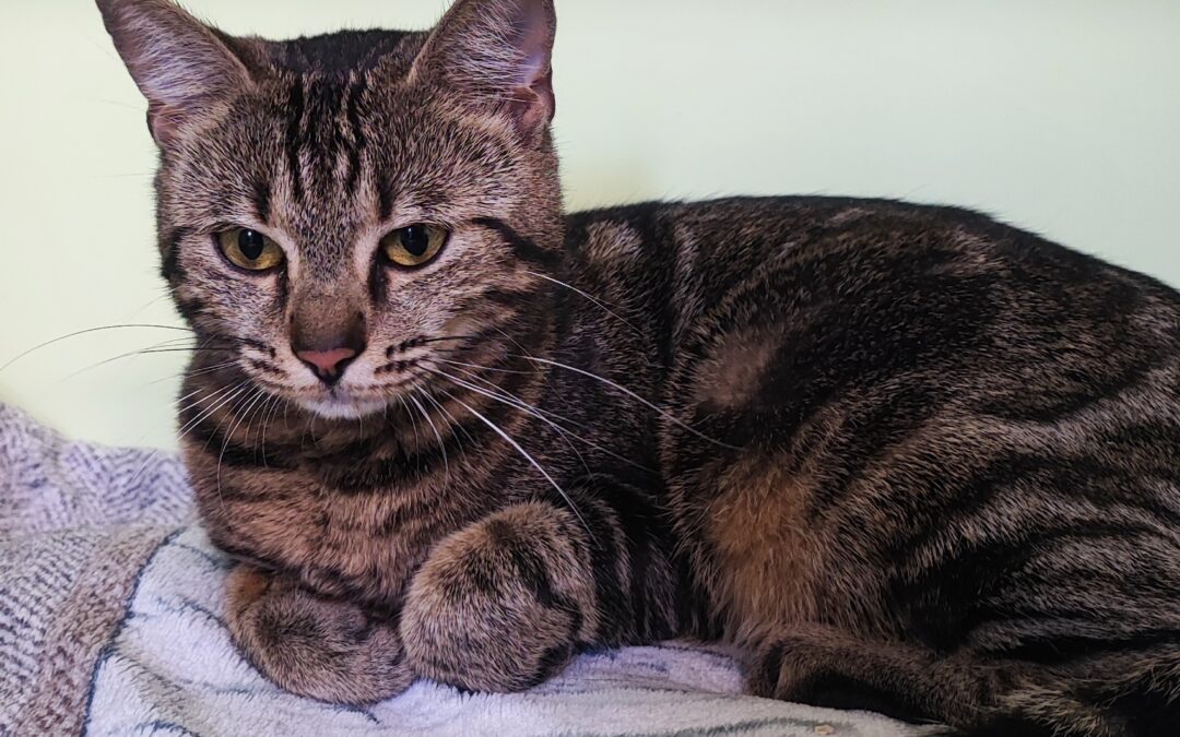 Fundtier Katze, Völs  (04/2026)