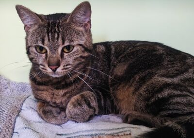 Fundtier Katze, Völs  (04/2026)