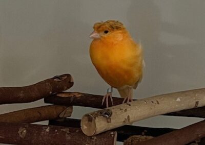 Fundtier Kanarienvogel, Völs  (04/2026)