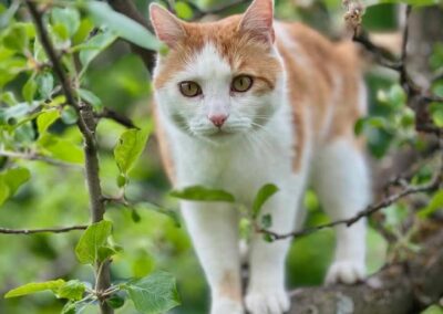 Momo, Völs  (04/2026)