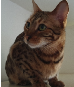 C-Petterson, Weissenbach am Lech  (04/2026)