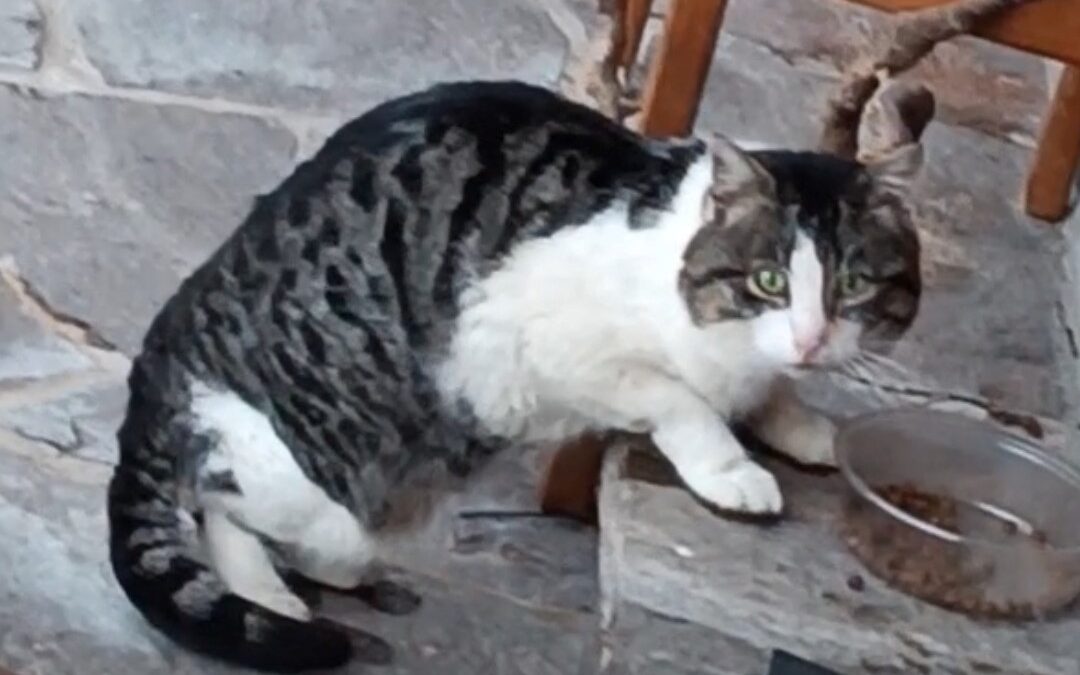 Sichtung Katze, Wildschönau  (04/2026)