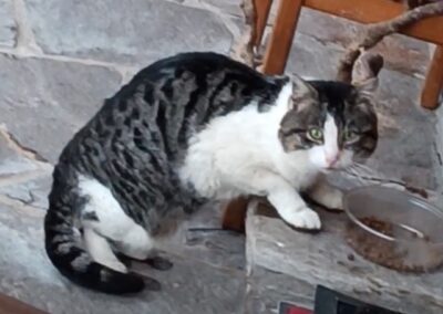 Sichtung Katze, Wildschönau  (04/2026)