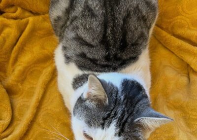 Lulli, Zams  (04/2026)