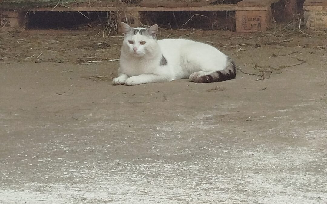 Fundtier Katze, Angath  (05/2026)