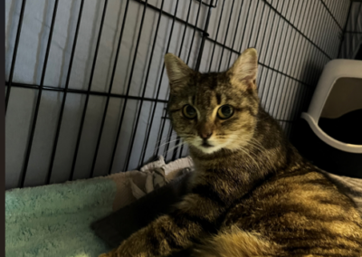 Fundtier Katze, Ebbs  (05/2026)