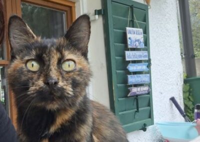 Fundtier Katze, Ebbs  (05/2026)