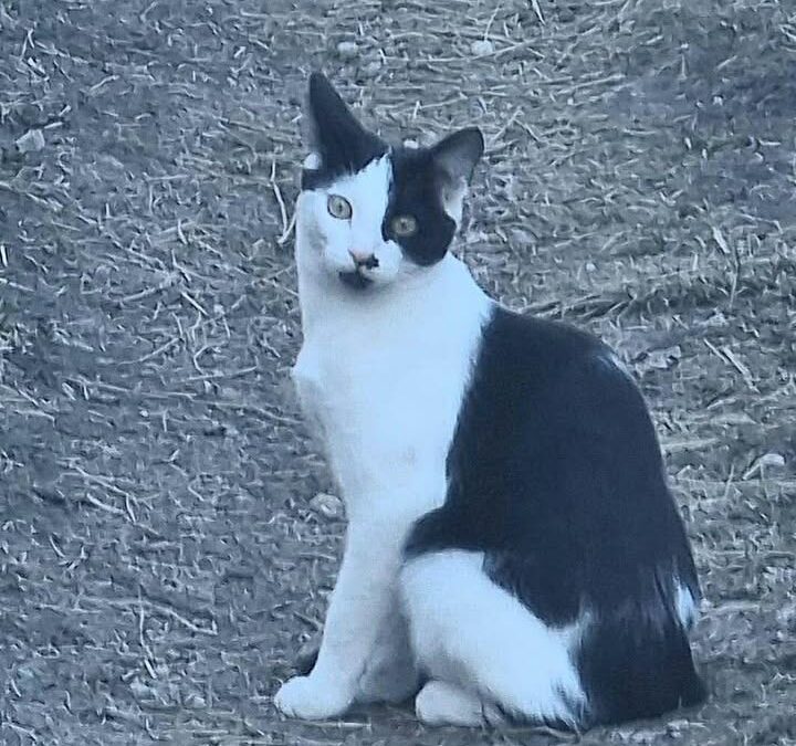Bella, Fulpmes  (05/2026)
