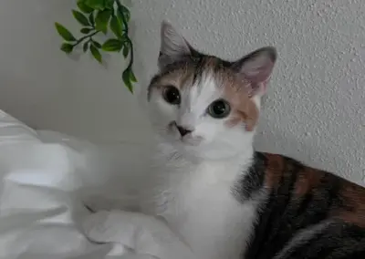 Masya, Fulpmes  (05/2026)