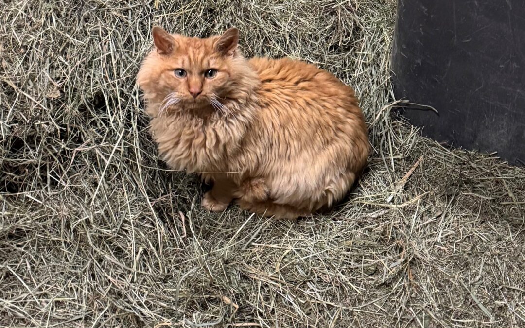 Simba, Götzens  (05/2026)