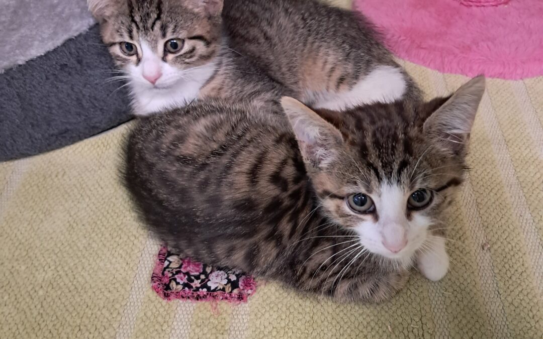 Fundtiere Katzen, Gries am Brenner  (05/2026)