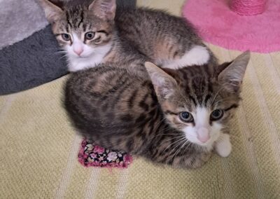Fundtiere Katzen, Gries am Brenner  (05/2026)
