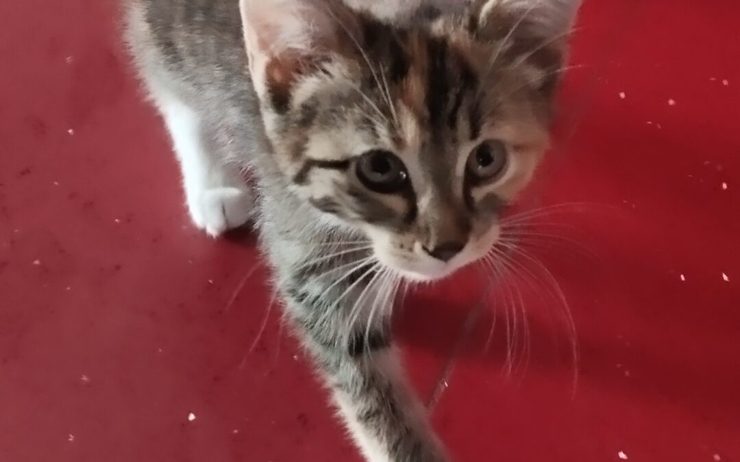 Fundtier Katze, Gries am Brenner  (05/2026)