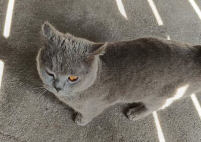 Fundtier Kater, Grins  (05/2026)