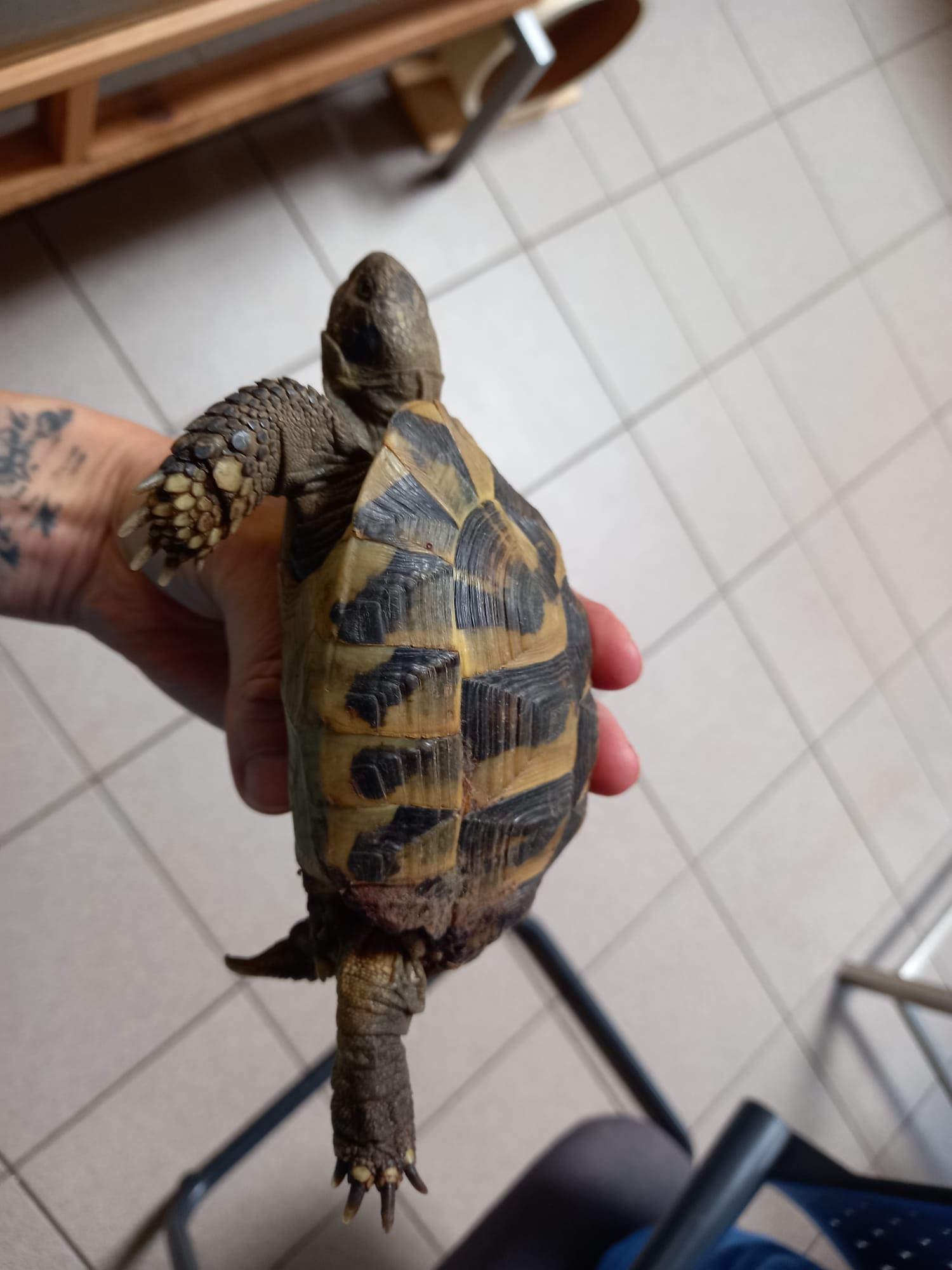 Haiming_Landschildkröte_Föhrnweg