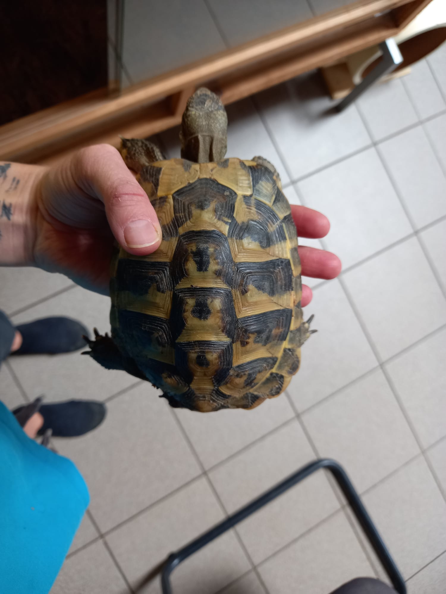 Haiming_Landschildkröte_Föhrnweg2