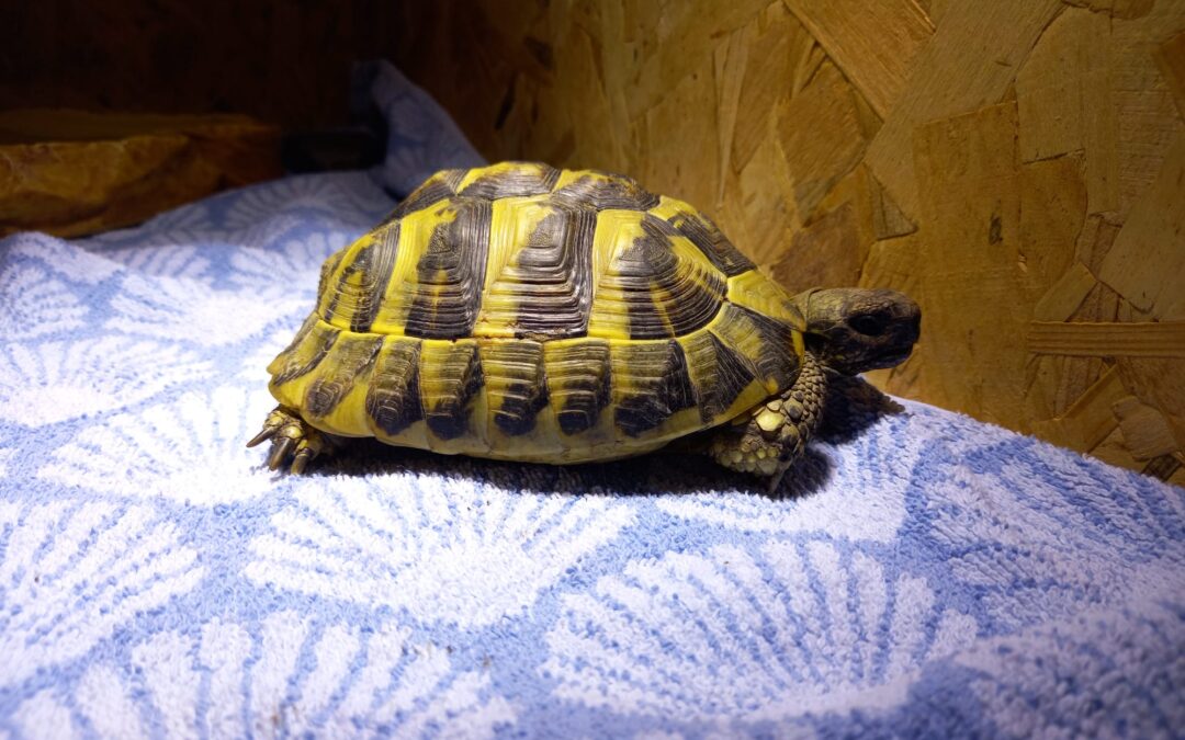 Fundtier Landschildkröte, Haiming  (05/2026)