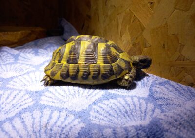 Fundtier Landschildkröte, Haiming  (05/2026)