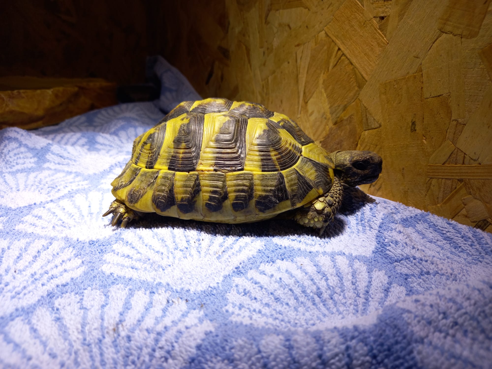 Haiming_Landschildkröte_Föhrnweg3